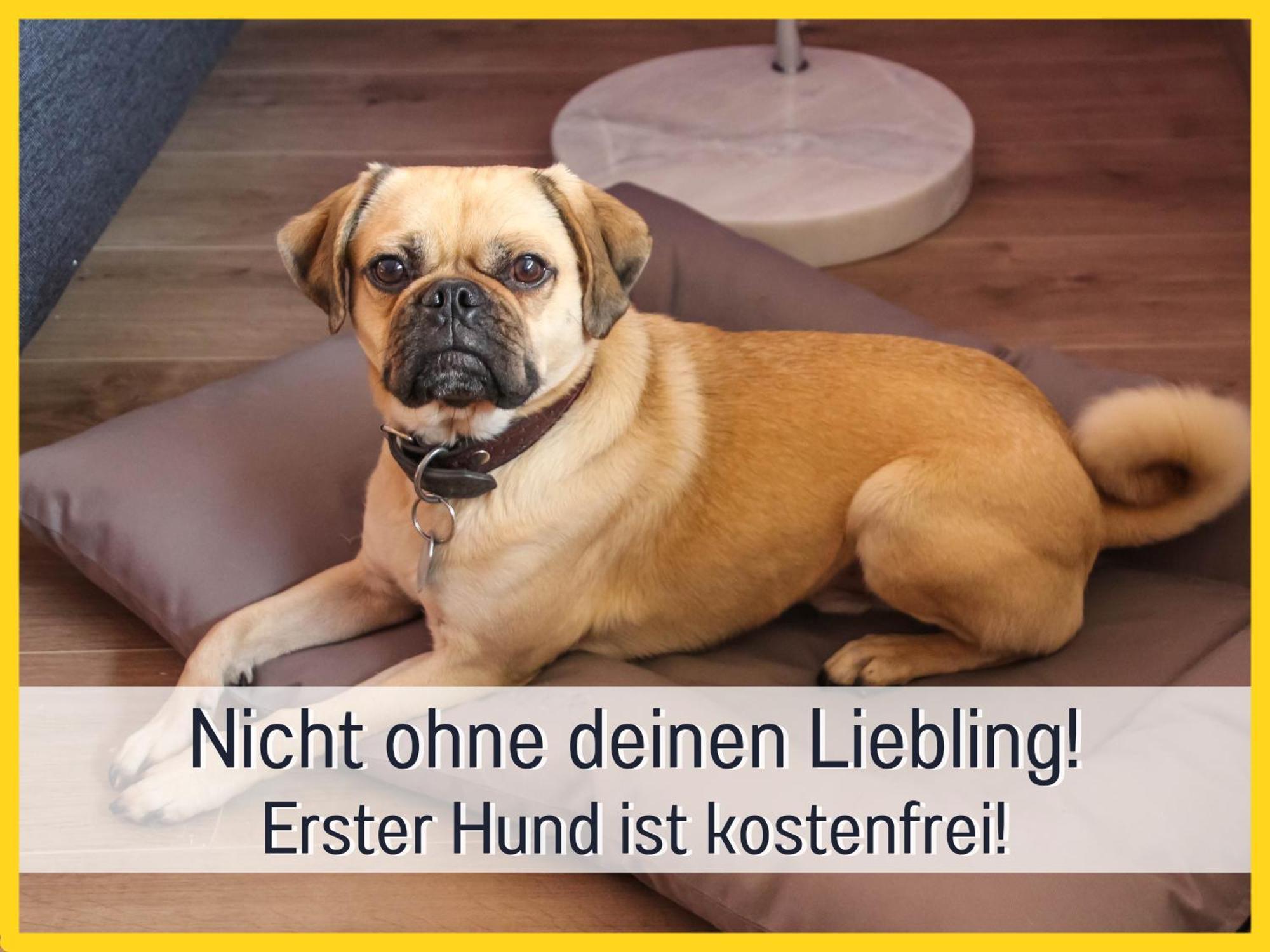 Marks In - Waldnah, Hundefreundlich, Ruhig! Ideal Fuer Paare Mit Hund *